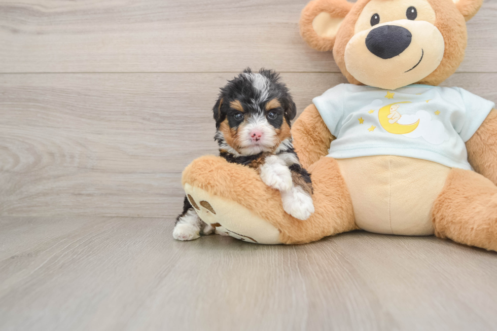 Happy Mini Bernedoodle Baby