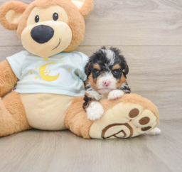 6 week old Mini Bernedoodle Puppy For Sale - Puppy Love PR