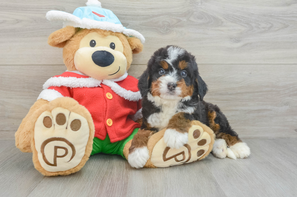 6 week old Mini Bernedoodle Puppy For Sale - Puppy Love PR