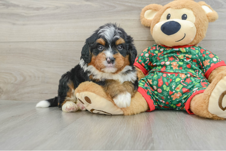 Meet Aldo - our Mini Bernedoodle Puppy Photo 1/3 - Puppy Love PR Hypoallergenic Mini Berniedoodle Poodle Mix Puppy