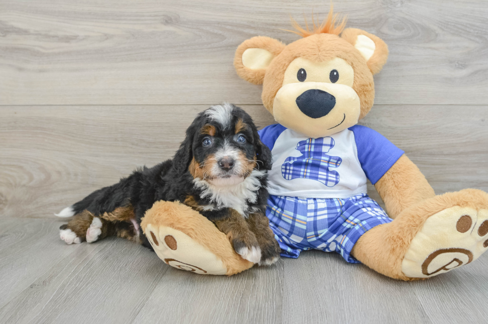 6 week old Mini Bernedoodle Puppy For Sale - Puppy Love PR