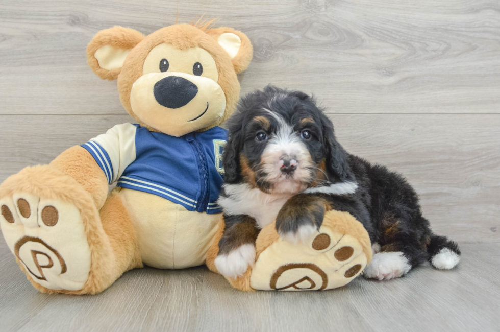 5 week old Mini Bernedoodle Puppy For Sale - Puppy Love PR