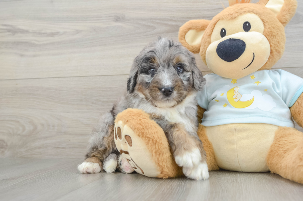 6 week old Mini Bernedoodle Puppy For Sale - Puppy Love PR
