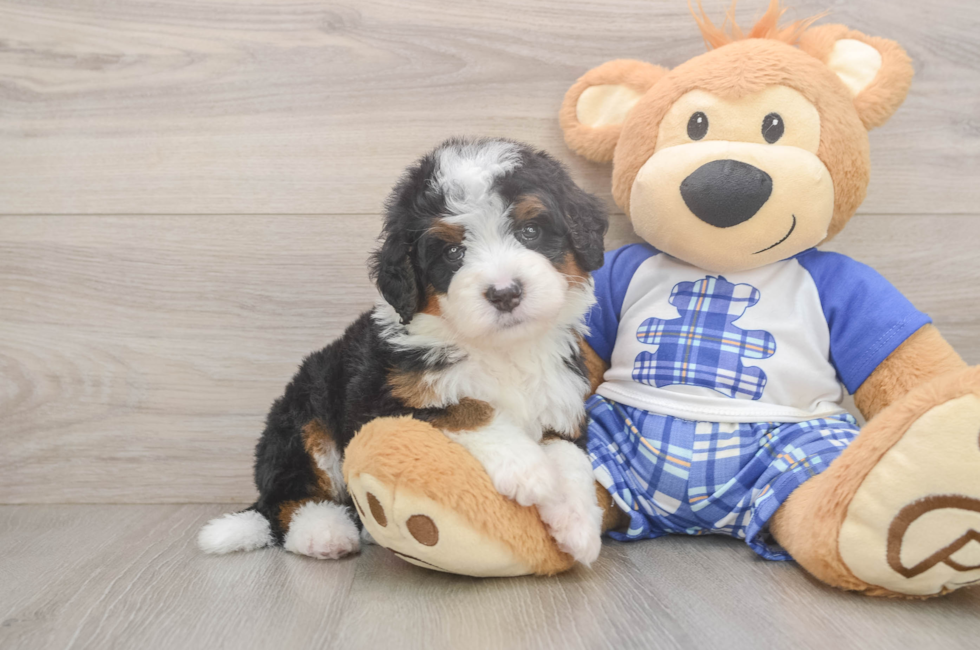 5 week old Mini Bernedoodle Puppy For Sale - Puppy Love PR
