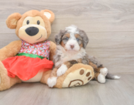 5 week old Mini Bernedoodle Puppy For Sale - Puppy Love PR