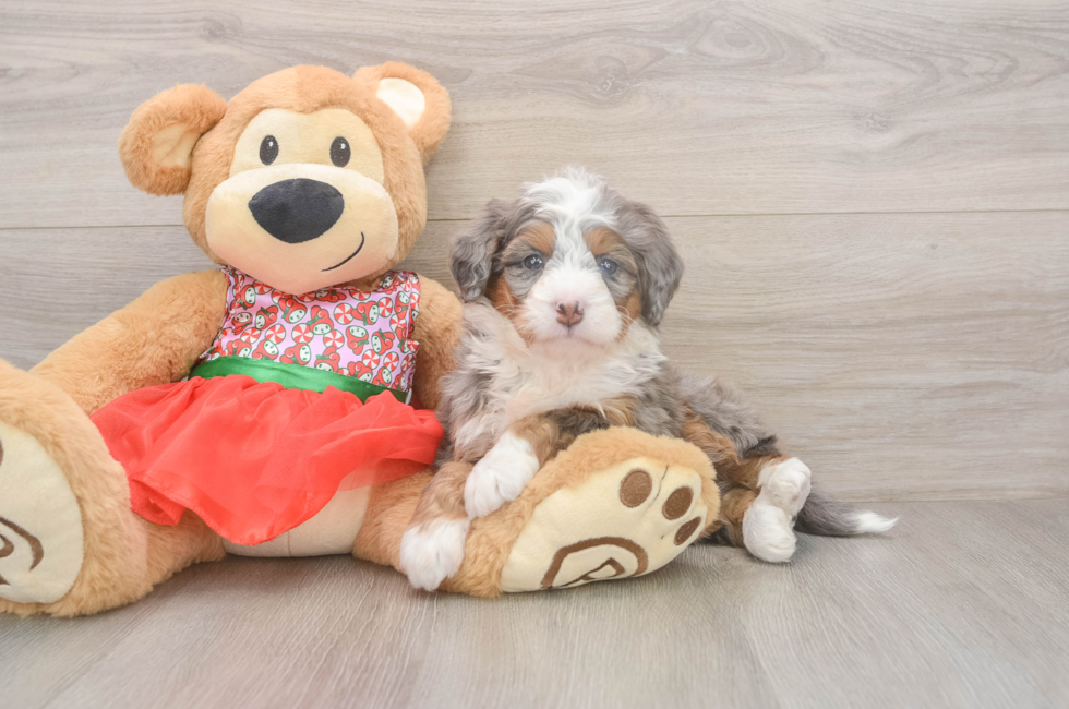 5 week old Mini Bernedoodle Puppy For Sale - Puppy Love PR