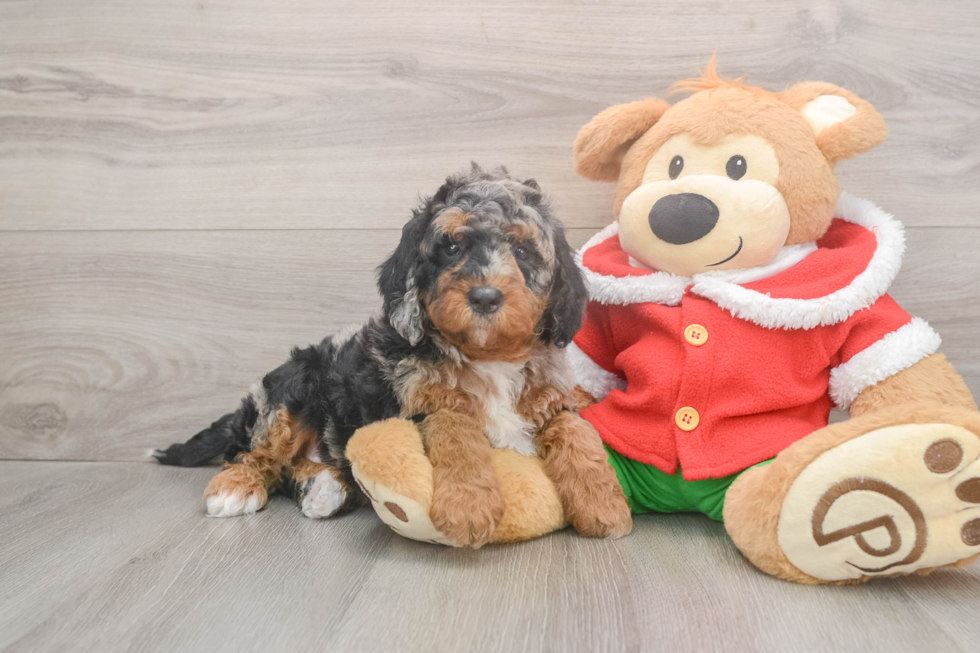 Popular Mini Bernedoodle Poodle Mix Pup