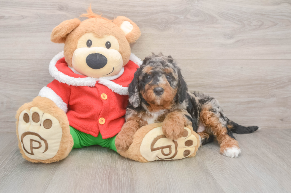 6 week old Mini Bernedoodle Puppy For Sale - Puppy Love PR