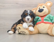 6 week old Mini Bernedoodle Puppy For Sale - Puppy Love PR