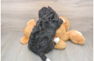 Mini Bernedoodle Puppy for Adoption