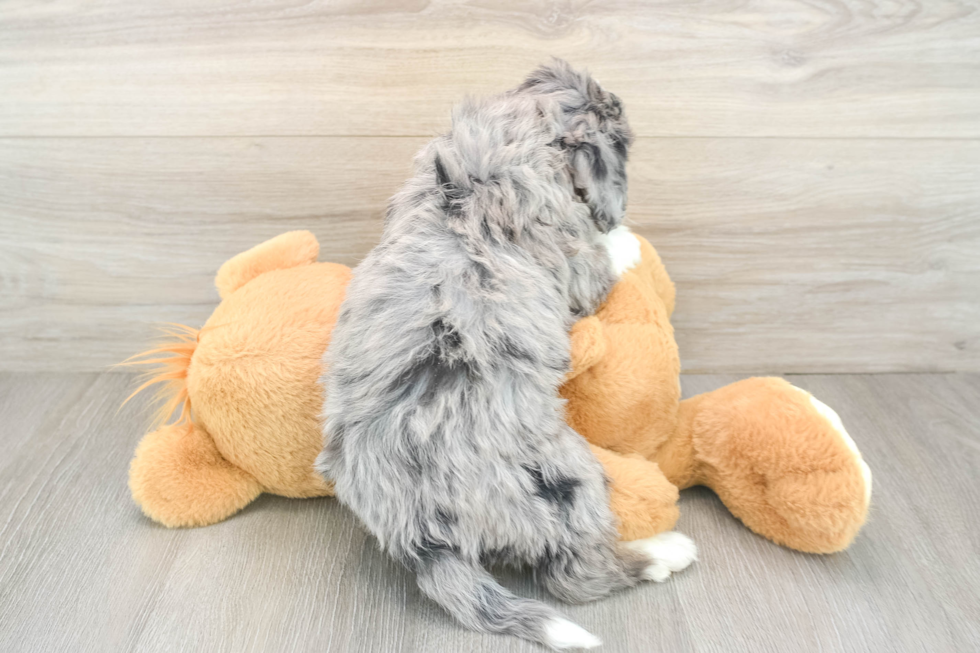 Friendly Mini Bernedoodle Baby