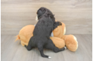 Friendly Mini Bernedoodle Baby