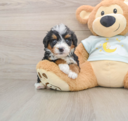 5 week old Mini Bernedoodle Puppy For Sale - Puppy Love PR