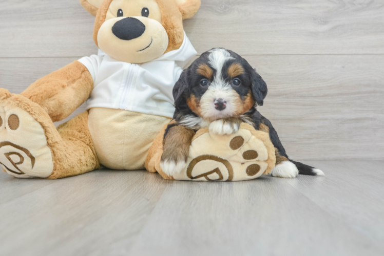 Meet Aloha - our Mini Bernedoodle Puppy Photo 1/3 - Puppy Love PR Mini Bernedoodle Pup Being Cute