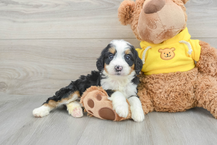 Little Mini Bernesepoo Poodle Mix Puppy