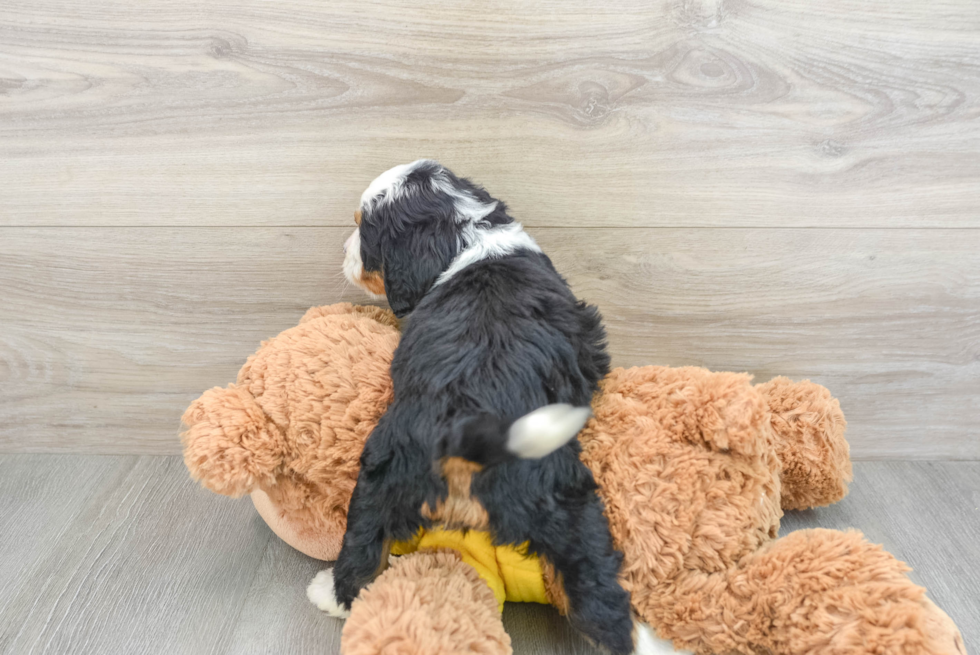 Playful Mini Bernadoodle Poodle Mix Puppy