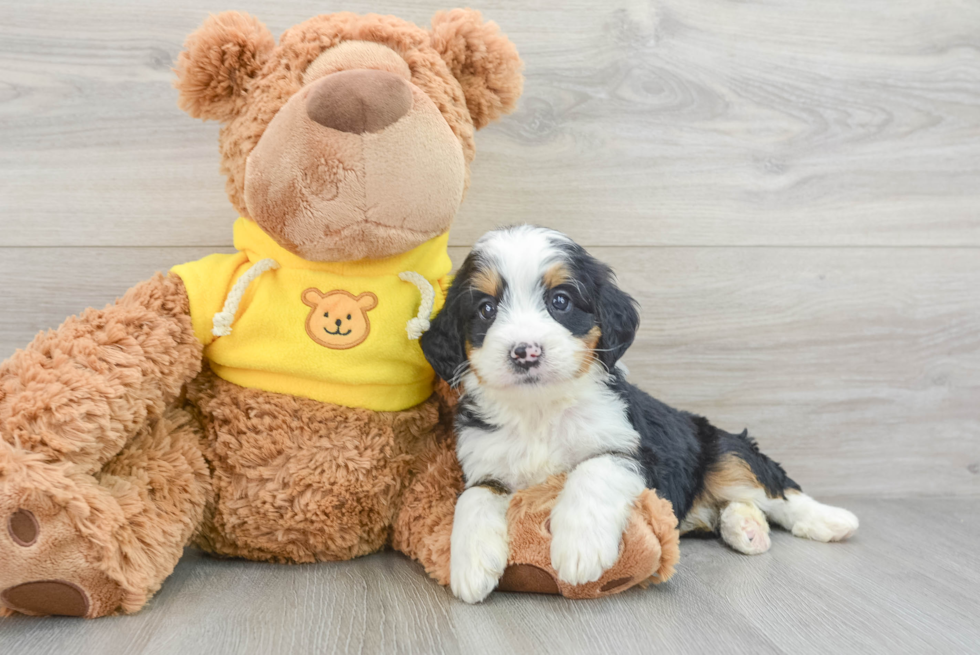 Best Mini Bernedoodle Baby