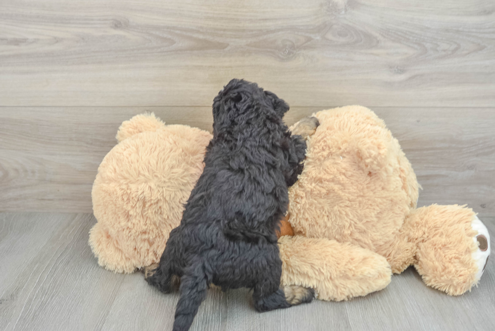 Adorable Mini Bernepoo Poodle Mix Puppy