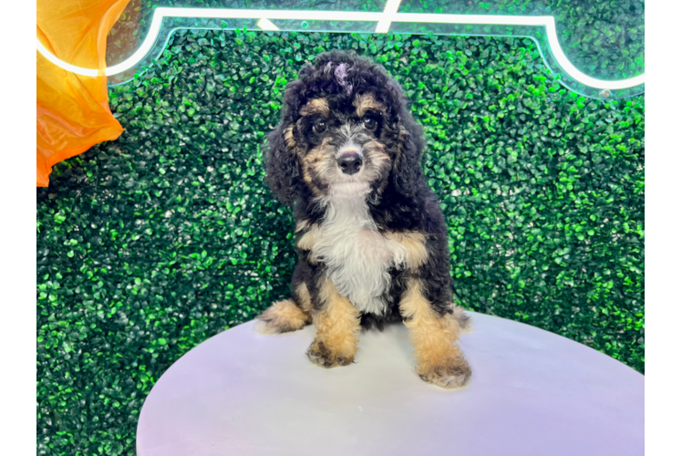 Cute Mini Bernedoodle Poodle Mix Pup