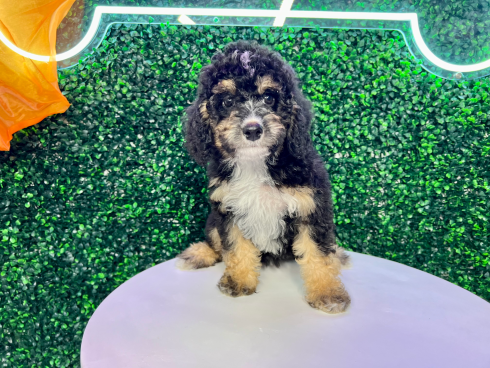 Cute Mini Bernedoodle Poodle Mix Pup