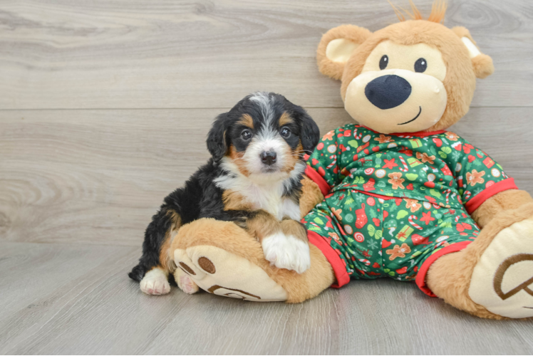Meet Aloha - our Mini Bernedoodle Puppy Photo 1/3 - Puppy Love PR Smart Mini Bernedoodle Poodle Mix Pup