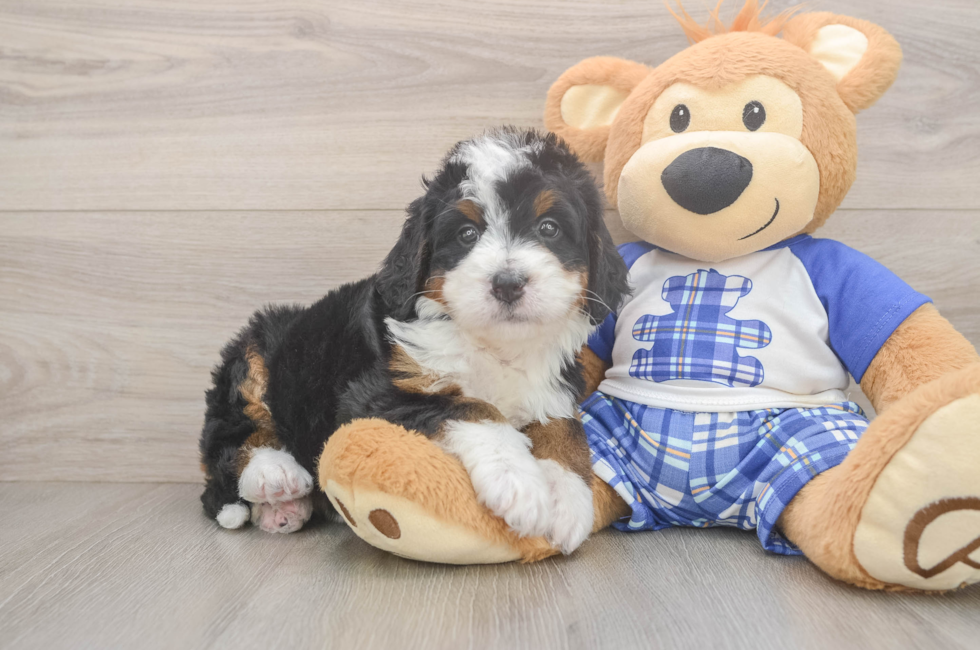 5 week old Mini Bernedoodle Puppy For Sale - Puppy Love PR