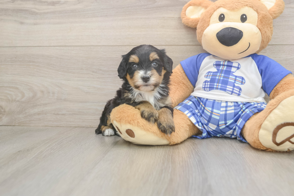 Cute Mini Bernedoodle Baby