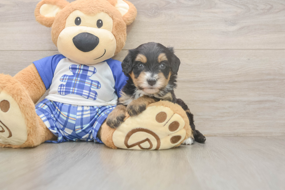 Mini Bernedoodle Pup Being Cute