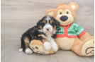 Mini Bernedoodle Pup Being Cute