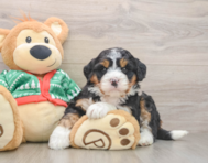 6 week old Mini Bernedoodle Puppy For Sale - Puppy Love PR
