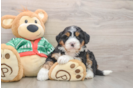 Friendly Mini Bernedoodle Baby