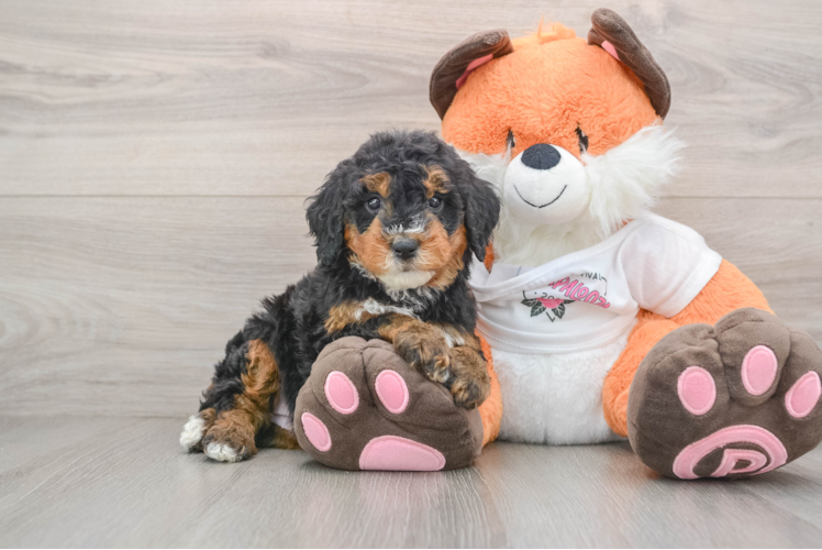 Mini Bernedoodle Pup Being Cute