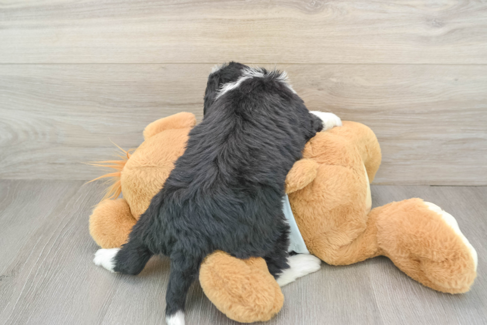 Friendly Mini Bernedoodle Baby
