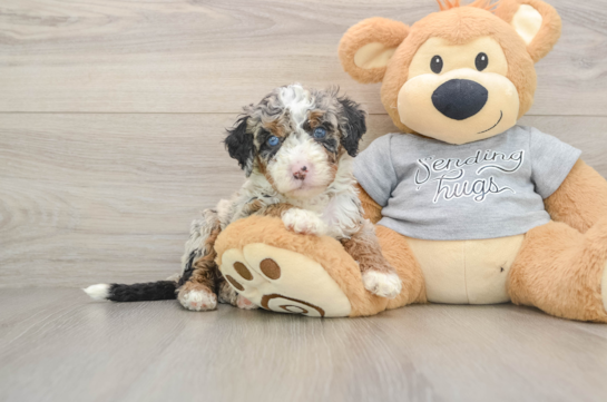 Little Bernese Doodle Poodle Mix Puppy