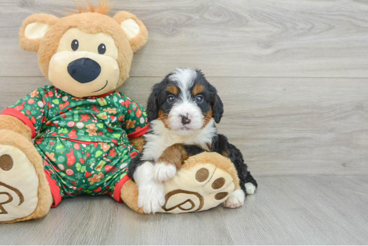Meet Amazon - our Mini Bernedoodle Puppy Photo 1/3 - Puppy Love PR Mini Bernedoodle Puppy for Adoption