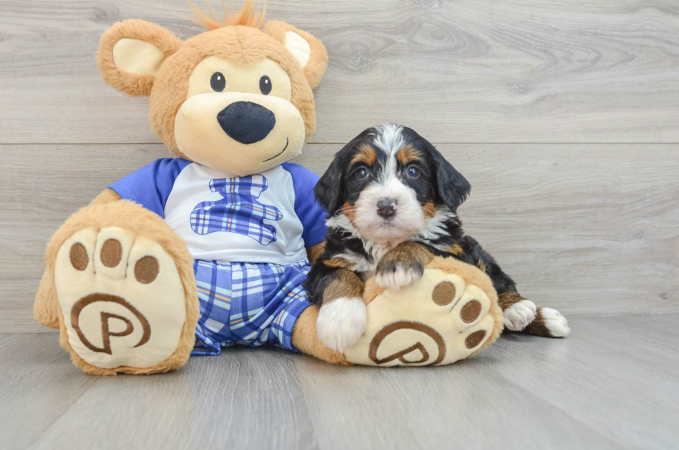 6 week old Mini Bernedoodle Puppy For Sale - Puppy Love PR