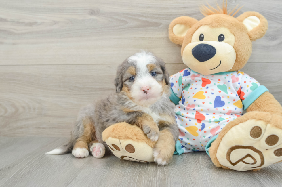 7 week old Mini Bernedoodle Puppy For Sale - Puppy Love PR