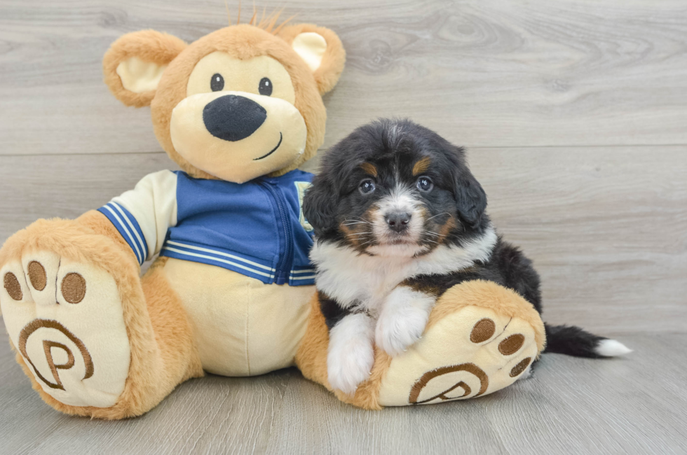 5 week old Mini Bernedoodle Puppy For Sale - Puppy Love PR