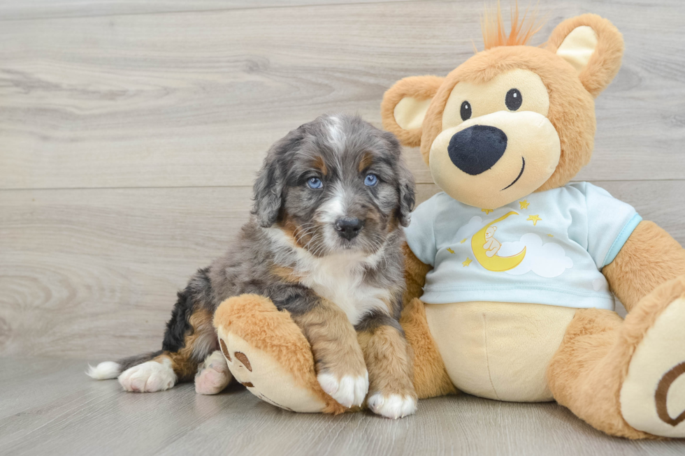 Best Mini Bernedoodle Baby