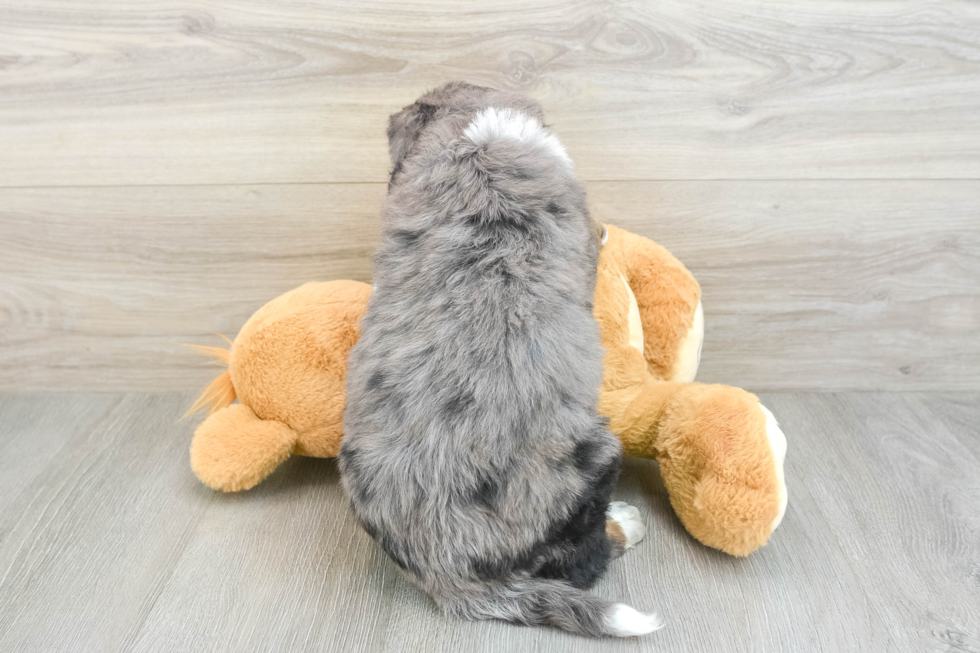 Popular Mini Bernedoodle Poodle Mix Pup