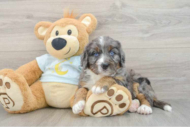 Mini Bernedoodle Puppy for Adoption