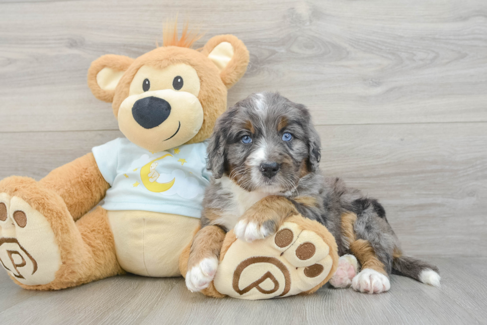 Mini Bernedoodle Puppy for Adoption