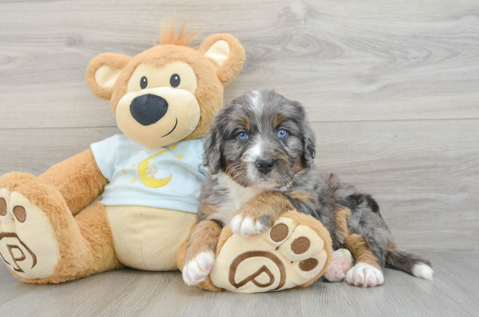 6 week old Mini Bernedoodle Puppy For Sale - Puppy Love PR