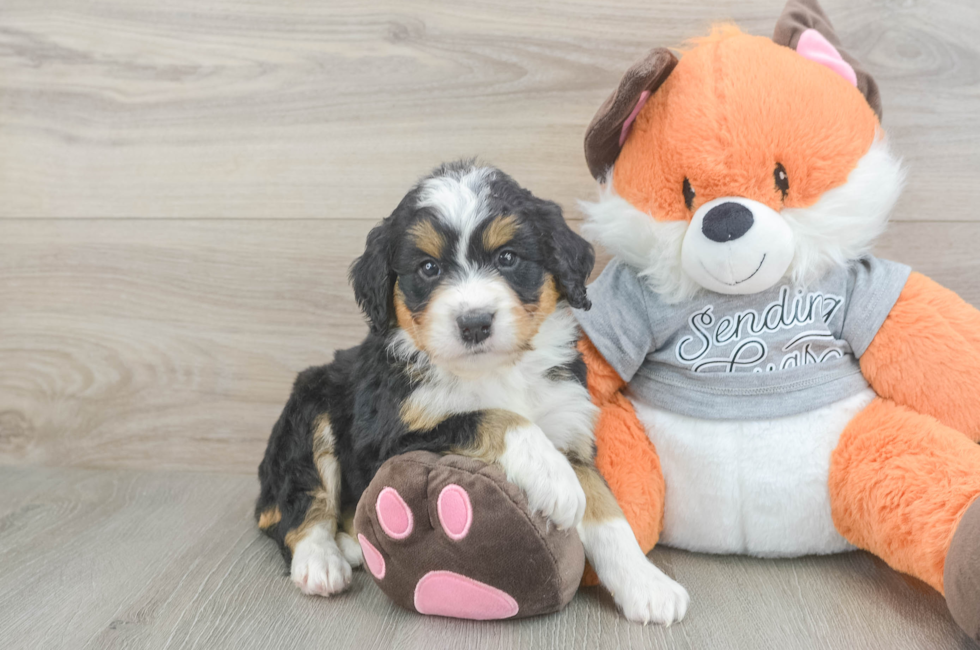 5 week old Mini Bernedoodle Puppy For Sale - Puppy Love PR