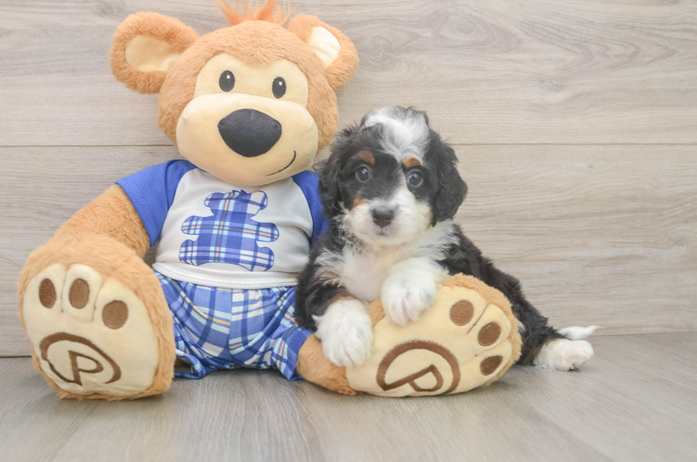 6 week old Mini Bernedoodle Puppy For Sale - Puppy Love PR