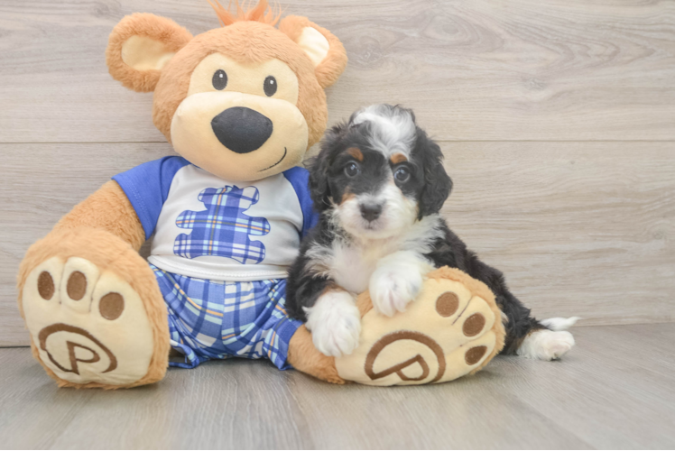 Meet Amazon - our Mini Bernedoodle Puppy Photo 1/3 - Puppy Love PR Best Mini Bernedoodle Baby
