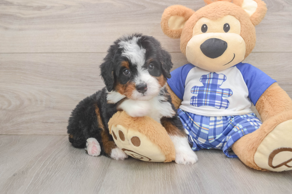 5 week old Mini Bernedoodle Puppy For Sale - Puppy Love PR