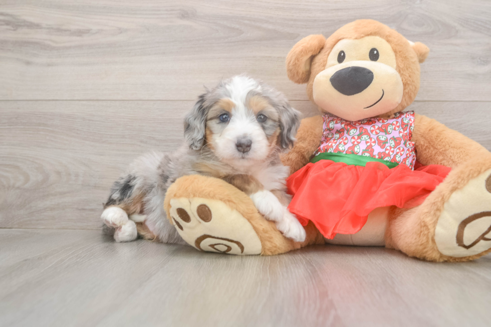 Mini Bernedoodle Pup Being Cute