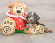 6 week old Mini Bernedoodle Puppy For Sale - Puppy Love PR