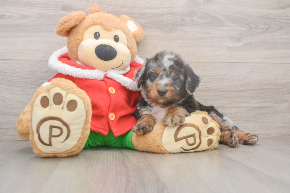 Little Mini Bernese Poodle Poodle Mix Puppy
